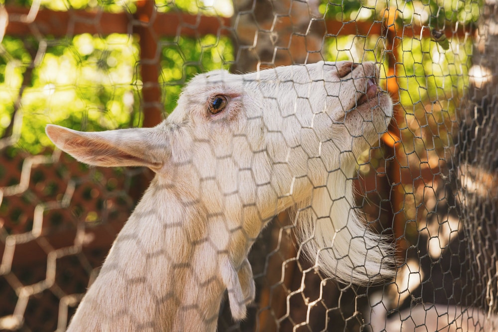 iron horse inn bed and breakfast