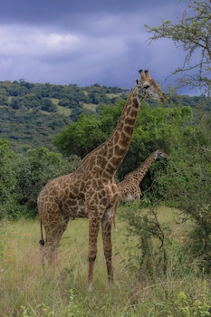 muhoza