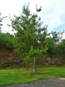 cherub camp area