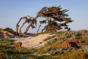 home2 suites by hilton at the dunes on monterey bay