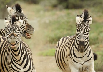 sanbona wildlife reserve