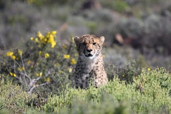 sanbona wildlife reserve
