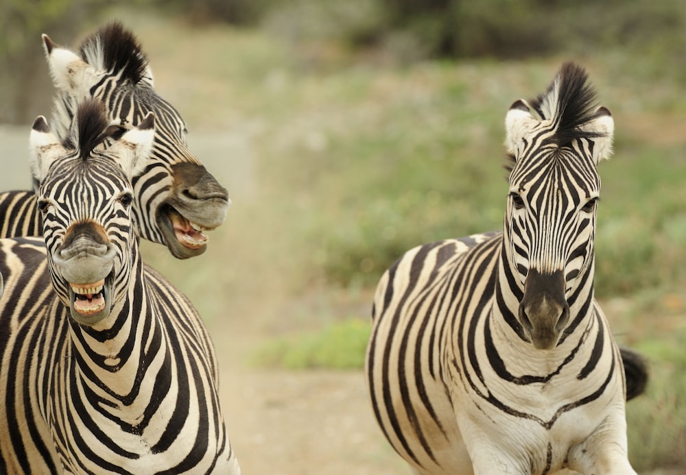 sanbona wildlife reserve