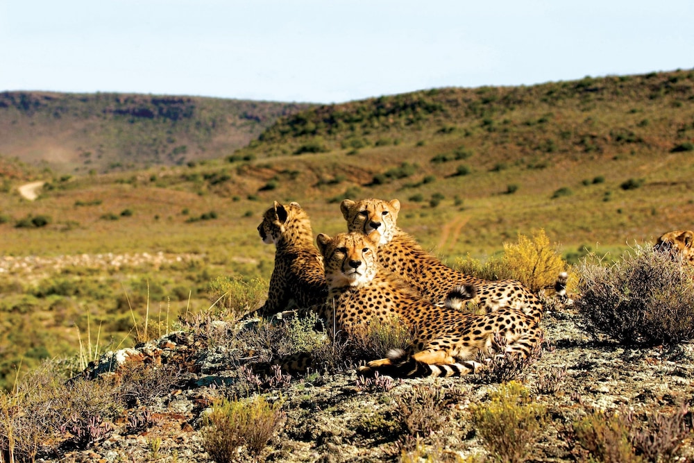 sanbona wildlife reserve