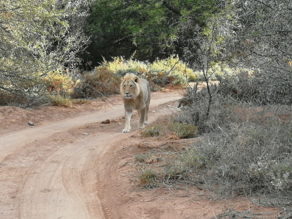 sanbona wildlife reserve