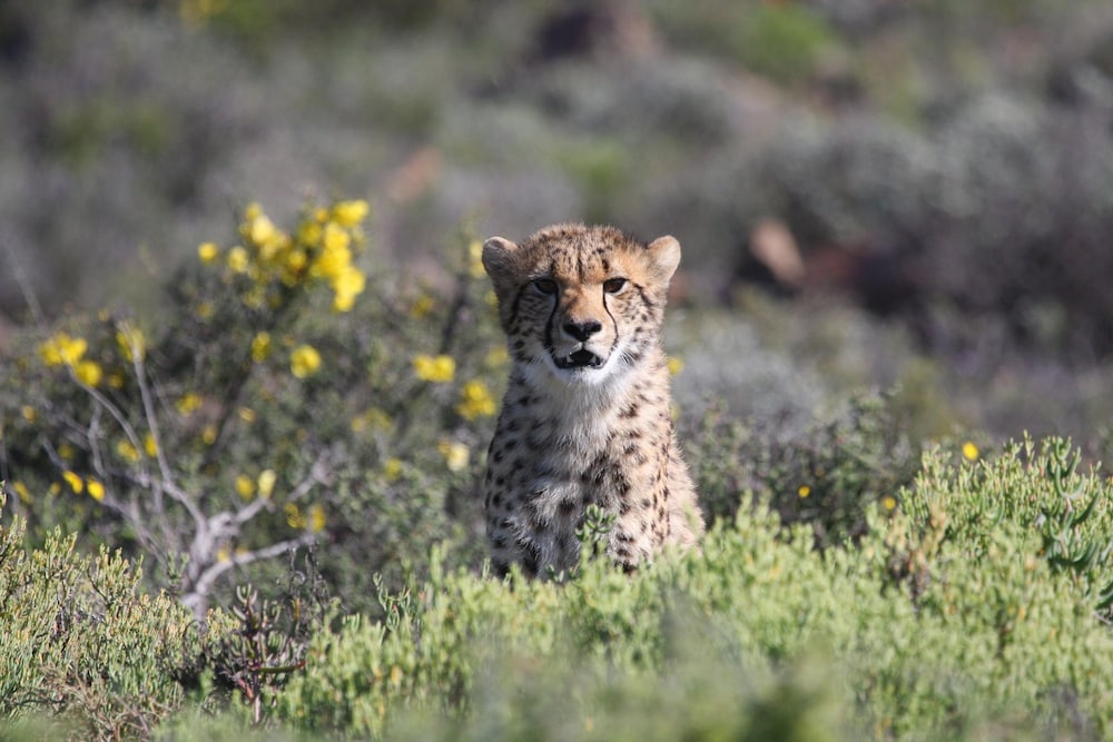 sanbona wildlife reserve