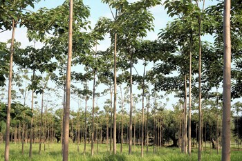 ricadi