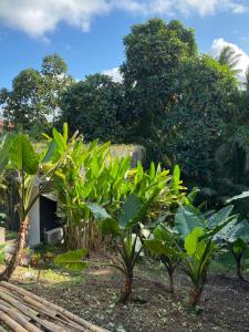 ubud