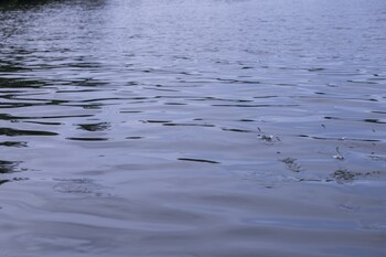 serendipity lake hikkaduwa