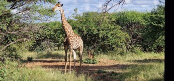 thandolwami bush lodge and spa