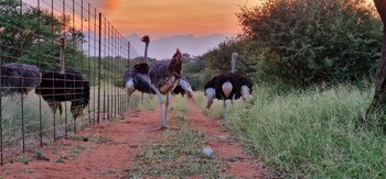 thandolwami bush lodge and spa