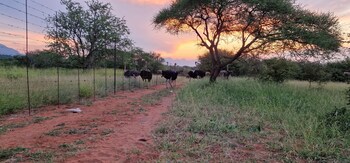 thandolwami bush lodge and spa