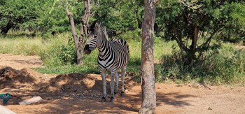 thandolwami bush lodge and spa