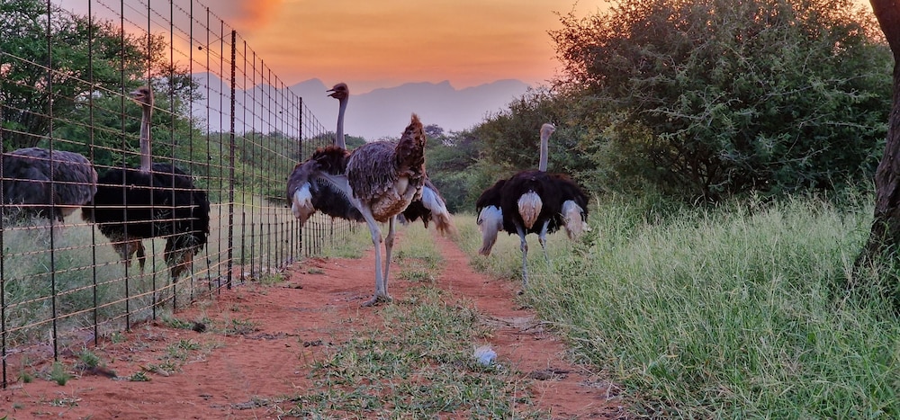 thandolwami bush lodge and spa