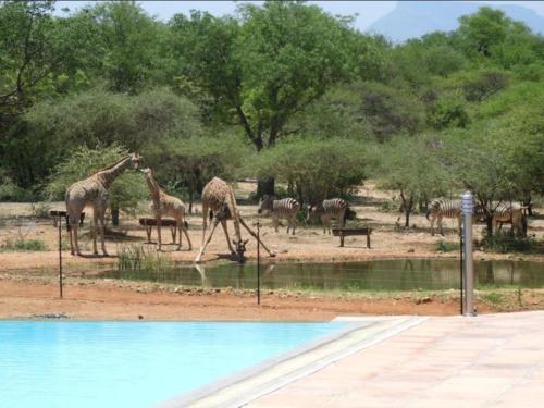 thandolwami bush lodge and spa