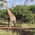 thandolwami bush lodge and spa