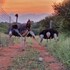 thandolwami bush lodge and spa