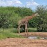 thandolwami bush lodge and spa