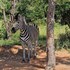thandolwami bush lodge and spa
