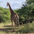 thandolwami bush lodge and spa
