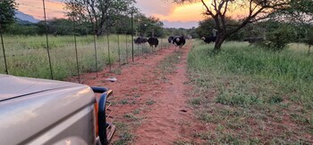 hoedspruit