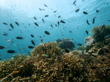 menjaga bay