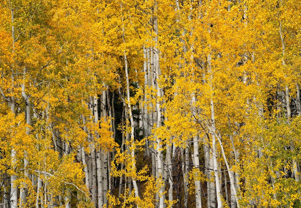 angel fire