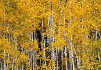 angel fire