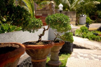 kalpataru cottage nusapenida