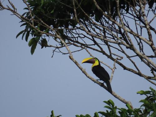 konsenda san blas