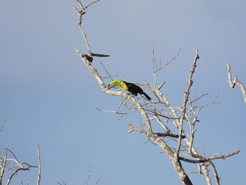 el llano