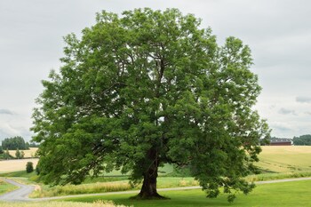 nannestad