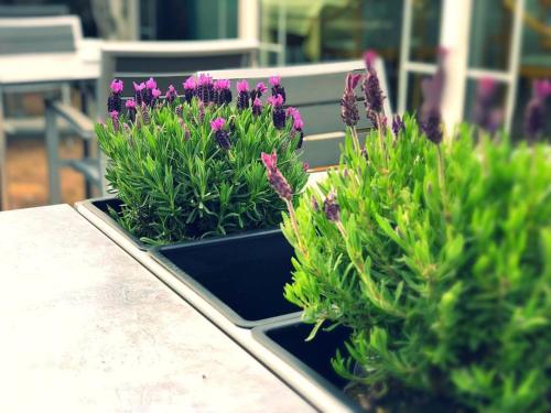 hotel restaurant angelo