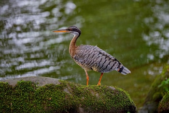 veragua rainforest lodge