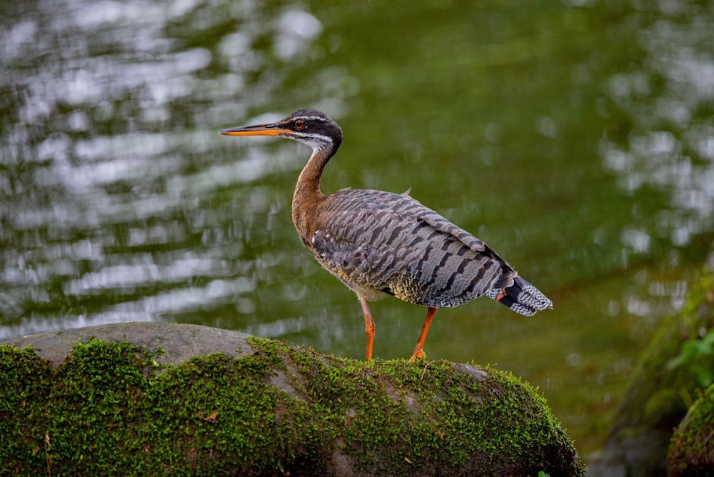 veragua rainforest lodge