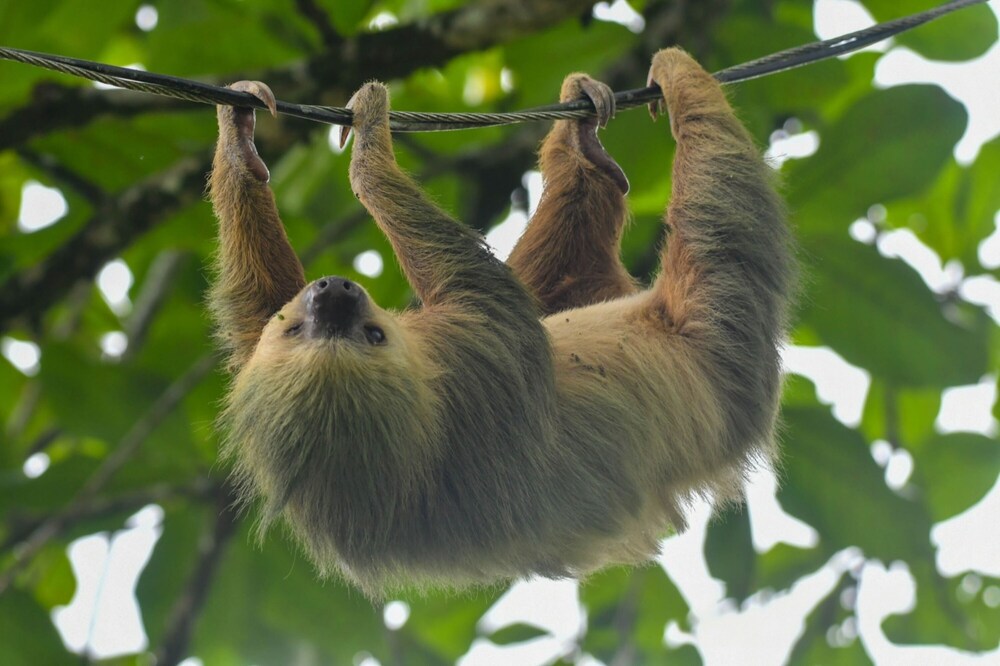 veragua rainforest lodge