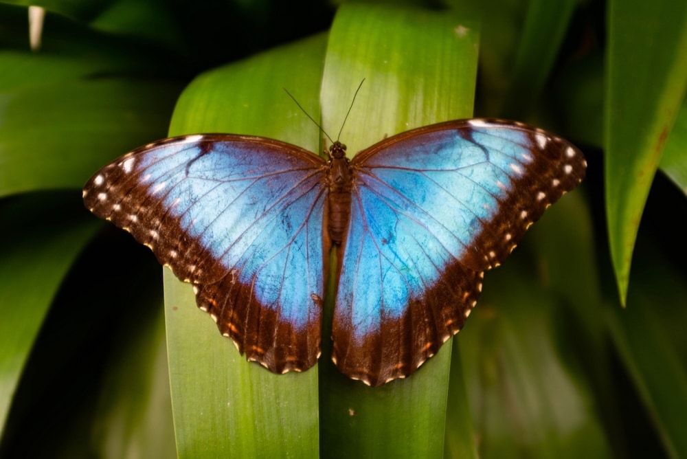 veragua rainforest lodge