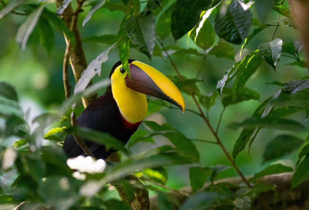 veragua rainforest lodge
