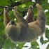 veragua rainforest lodge