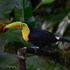veragua rainforest lodge