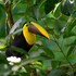 veragua rainforest lodge
