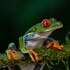 veragua rainforest lodge