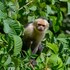 veragua rainforest lodge