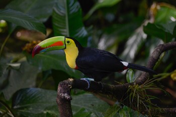 veragua rainforest lodge