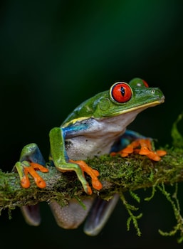 veragua rainforest lodge