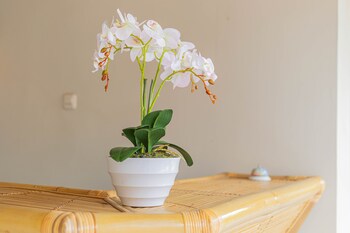 candra loka studio and apartment by the loka