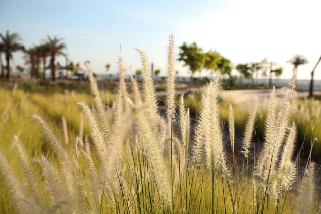 the zen wellness resort