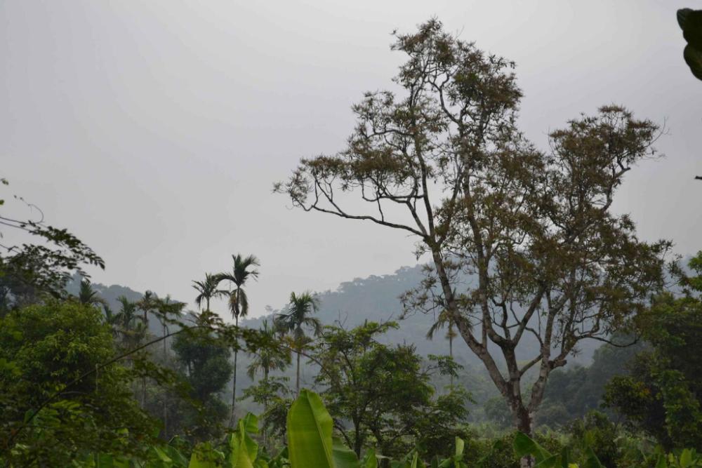 yedamakky plantations
