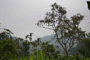 yedamakky plantations