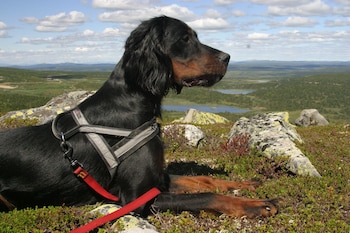 thon hotel skeikampen